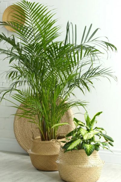 گیاهان اپارتمانی